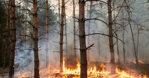 Przed ekstremalnie wysokim zagrożeniem pożarowym w piątek ostrzega Instytut Meteorologii i Gospodarki Wodnej. Zapowiada też, że będzie ono rosnąć, zwłaszcza we wschodniej połowie kraju.