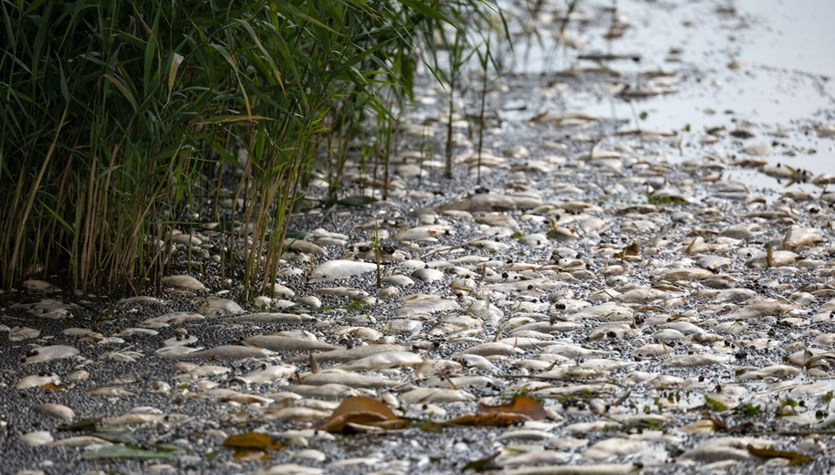 Germany, the environmental disaster on the Oder River negative public phenomenon