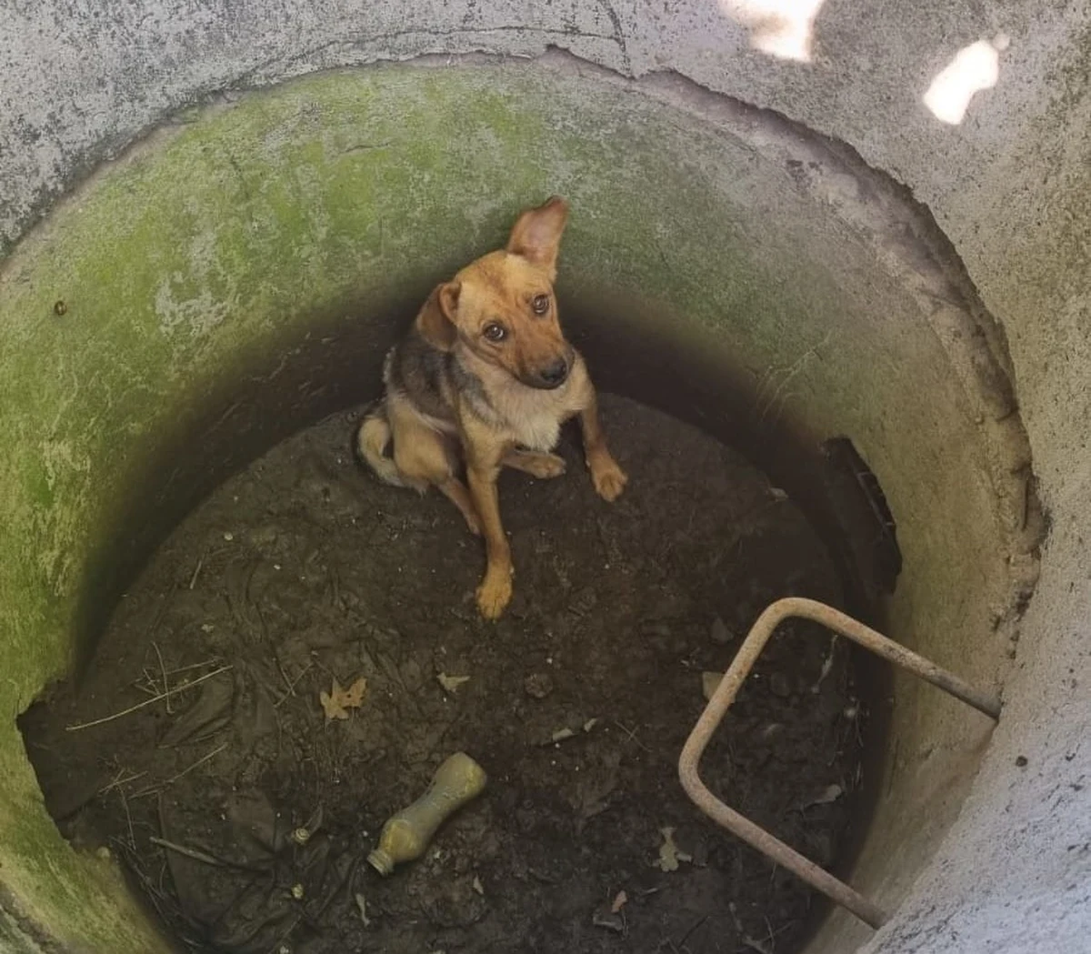 Policjanci w Dobrym Mieście ( pow. olsztyński) dostali informację, że w jednej z miejscowości w gm. Dywity, dwóch sprawców znęca się nad zwierzęciem. Z relacji zgłaszającego wynikało, że zauważył on dwóch mężczyzn, którzy wrzucili psa do betonowej studni. Teraz mogą spędzić w więzieniu 3 lata. 