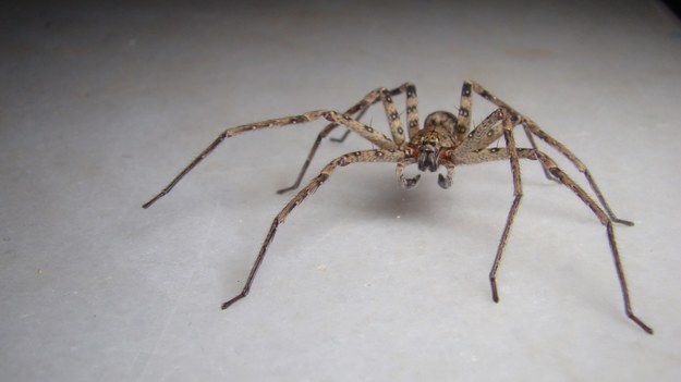 Po Niemczech rozprzestrzenia się egzotyczny pająk Nosferatu