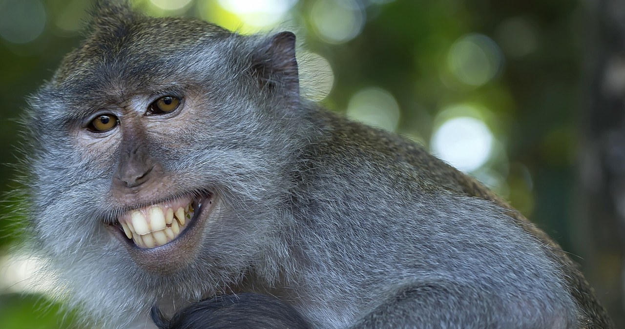 Jak dowiadujemy się z najnowszych badań, makaki krabożerne z Indonezji potrafią być bardzo kretywne w zakresie korzystania z narzędzi, a mówiąc precyzyjniej... używają kamieni w celach erotycznych, do mastrubracji. 