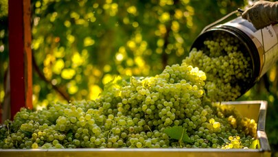 Najwcześniejsze zbiory winogron we francuskim regionie Bordeaux