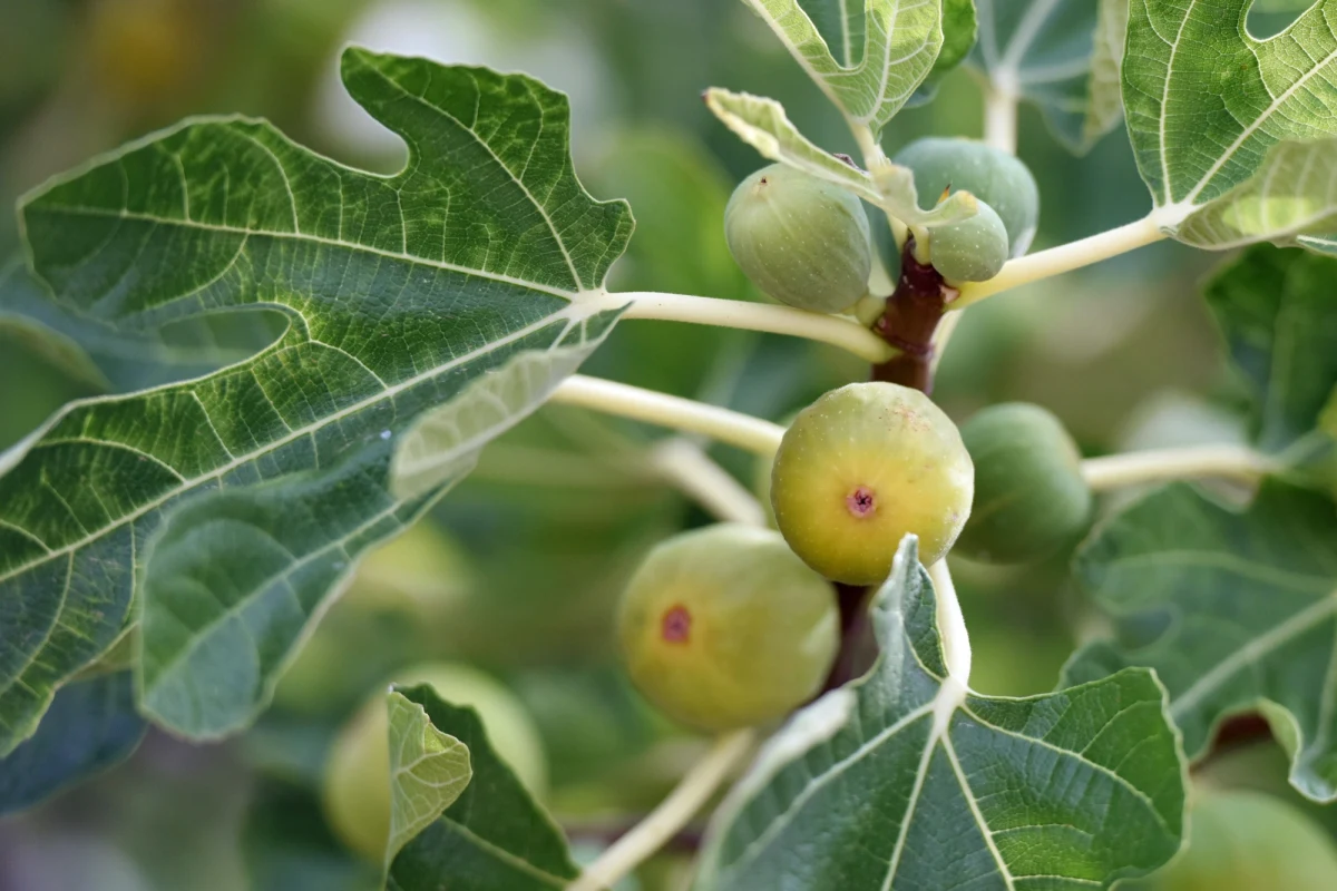 Tego lata w Wielkiej Brytanii pod gołym niebem wyrosły m.in. figi i granaty. Takiego asortymentu egzotycznych owoców i warzyw jeszcze na Wyspach nie widziano. 