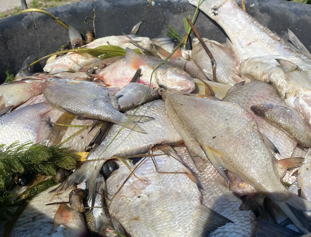 Zawartość mezytylenu w próbkach wody z rzeki Odry została całkowicie wykluczona - poinformował Główny Inspektorat Ochrony Środowiska. To kolejne wyniki badań skażonej wody z Odry.