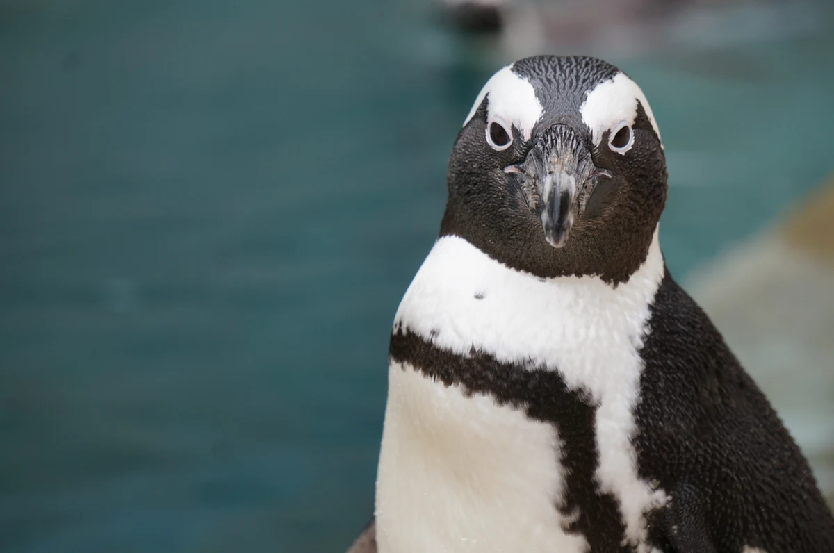 Członek kolonii pingwinów przylądkowych w zoo w amerykańskim San Diego otrzymał buty ortopedyczne, które mają mu pomóc w radzeniu sobie z chorobą zwyrodnieniową stóp.