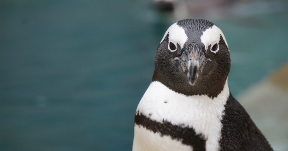 Członek kolonii pingwinów przylądkowych w zoo w amerykańskim San Diego otrzymał buty ortopedyczne, które mają mu pomóc w radzeniu sobie z chorobą zwyrodnieniową stóp.