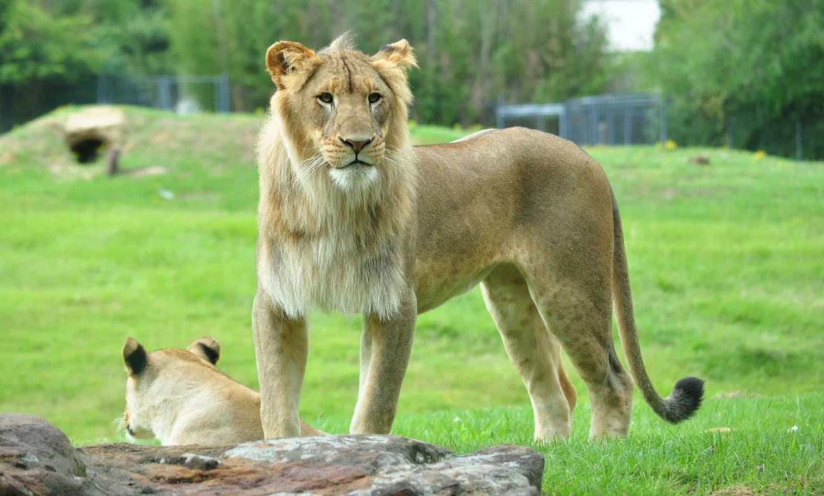 Ciało mężczyzny znaleziono na wybiegu dla lwów w zoo w stolicy Ghany - Akrze. Śledczy podejrzewają, że chciał on ukraść małe lwiątka białe.