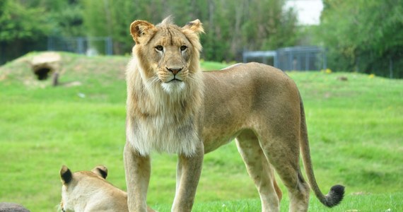 Ciało mężczyzny znaleziono na wybiegu dla lwów w zoo w stolicy Ghany - Akrze. Śledczy podejrzewają, że chciał on ukraść małe lwiątka białe.