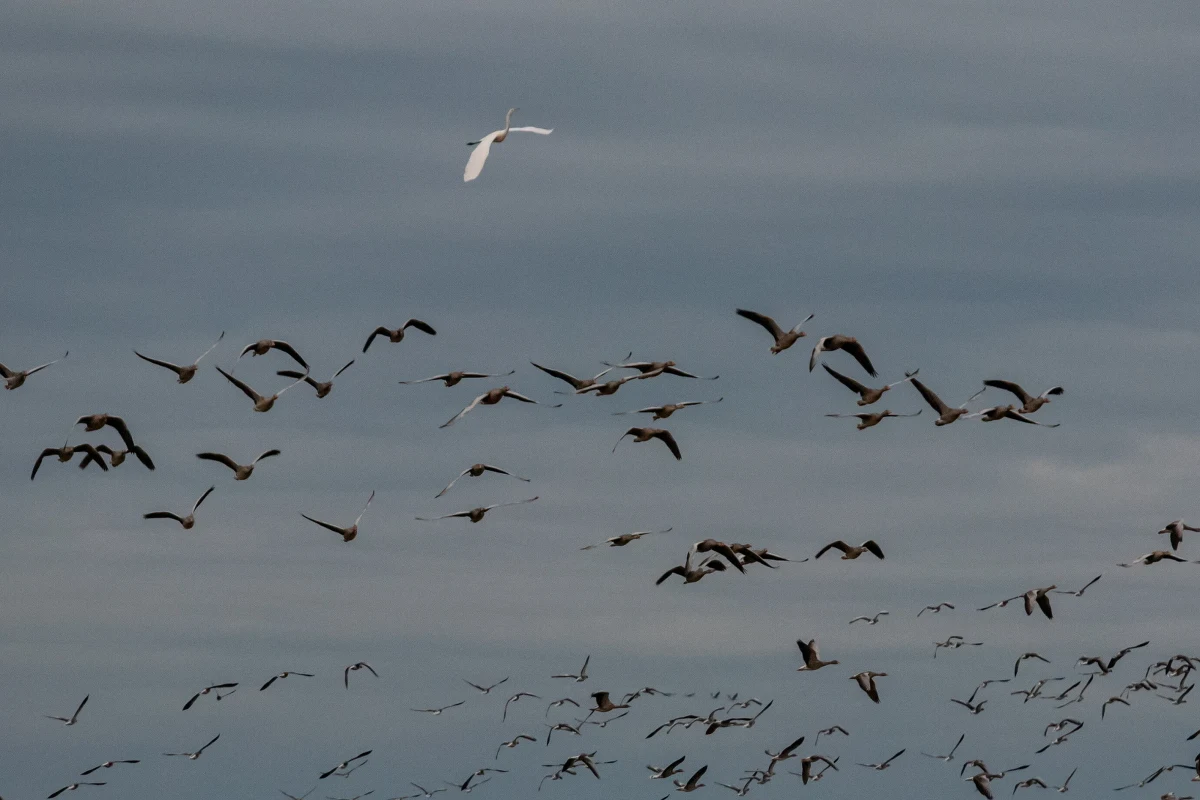 Odlatują późną jesienią, a przylatują zwykle w lutym lub w marcu. Żurawie, bo o nich mowa, właśnie rozpoczęły swoją migrację z Polski.