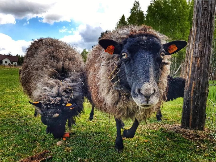 /gdansk.pl /Materiały prasowe