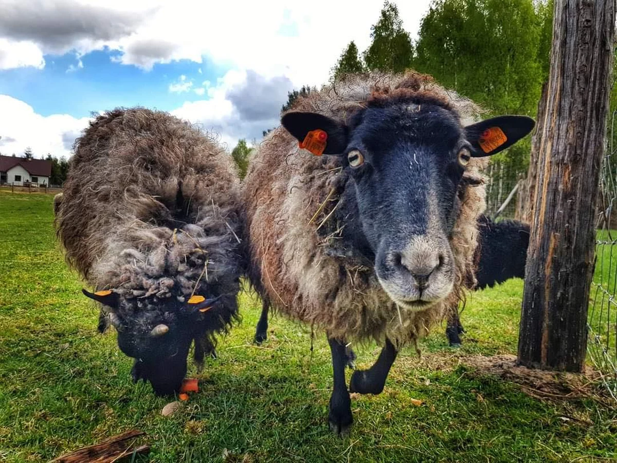 Gdańsk zerwał umowę z firmą, która wypożyczyła miastu owce za prawie 150 tys. złotych. Doszło do tego po tym, jak wykonawca nie wywiązał się z obowiązków zawartych w umowie. Teraz firma ma 7 dni roboczych, na zabranie stada owiec i infrastruktury z Opływu Motławy.