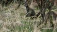 ''Polacy za Granicą'': Dzikie kangury nie tylko w Australii. Niezwykły widok na wyspie Man