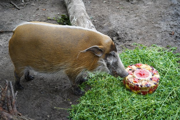 /ZOO Wrocław /Materiały prasowe