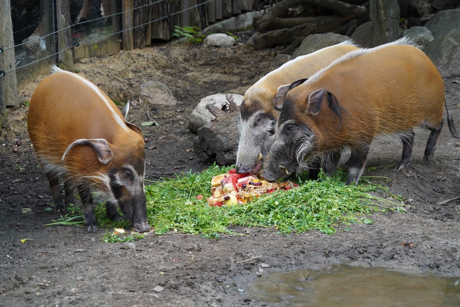 /ZOO Wrocław /Materiały prasowe