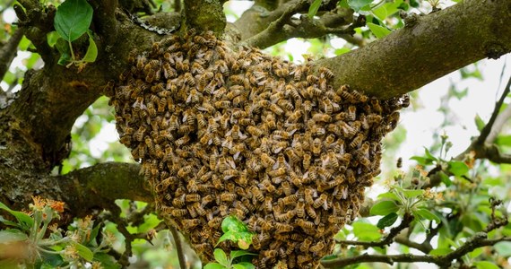 Młody mężczyzna z Ohio w Stanach Zjednoczonych walczy o życie po tym, jak został użądlony przez pszczoły ponad 20 tysięcy razy. 20-latek połknął także kilkadziesiąt owadów. Lekarze musieli wprowadzić go w stan śpiączki farmakologicznej.