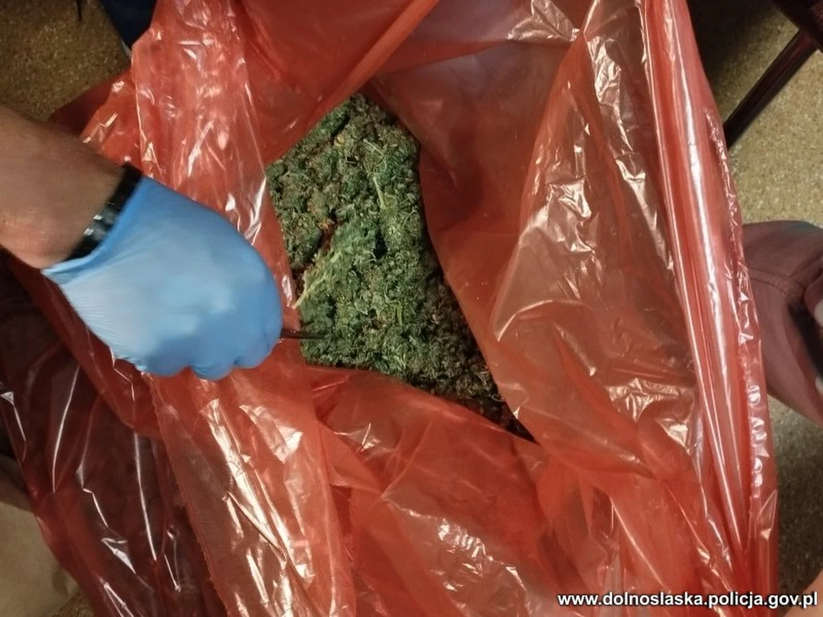 Wrocławscy policjanci rozbili zorganizowaną grupę przestępczą powiązaną ze środowiskiem pseudokibiców. Zatrzymani handlowali środkami odurzającymi. Funkcjonariusze przejęli blisko 3 kg marihuany, ponad 2,5 kg metamfetaminy i tabletki ekstazy o czarnorynkowej wartości ponad pół miliona złotych.

