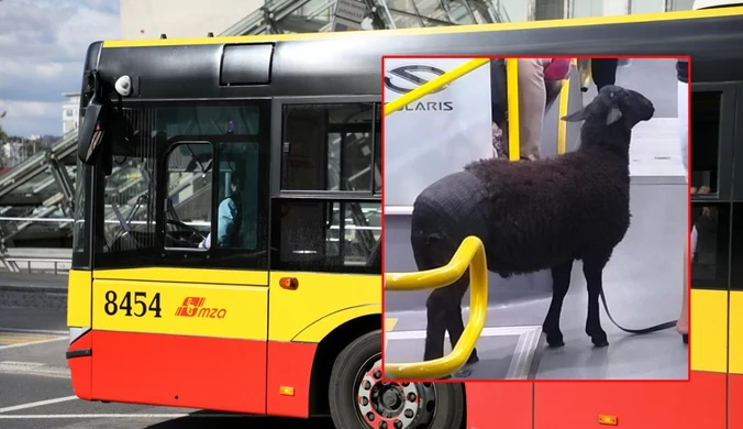 Nietypowa pasażerka w autobusie miejskim. Zdjęcie hitem sieci