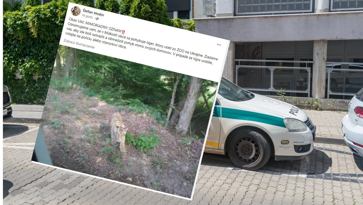 Słowackie służby od wczoraj próbują złapać tygrysa, który widziany był na słowacko-ukraińskim pograniczu. Lokalne władze zaapelowały do mieszkańców, żeby starali się nie opuszczać swoich domów. 