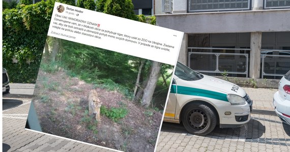 Słowackie służby od wczoraj próbują złapać tygrysa, który widziany był na słowacko-ukraińskim pograniczu. Lokalne władze zaapelowały do mieszkańców, żeby starali się nie opuszczać swoich domów. 
