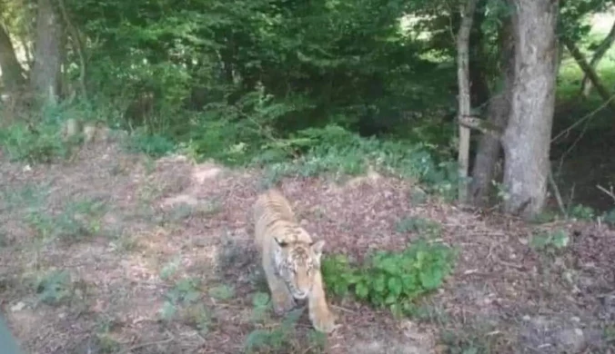 Tygrys grasuje na Słowacji. Uciekł z ukraińskiego zoo