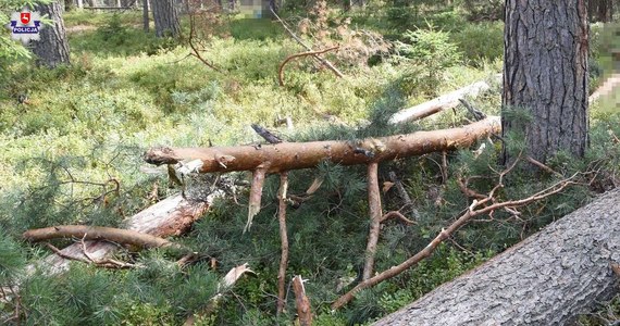 62-latek z gminy Józefów na Lubelszczyźnie zginął podczas wycinki drzew. Okoliczności wypadku badają policjanci pod nadzorem prokuratury.

