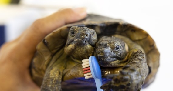 Dwugłowy żółw Janus skończył 25 lat. Zwierzę mieszka w muzeum przyrodniczym w Genewie.