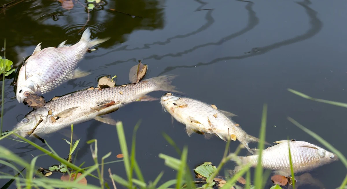Rośnie liczba śniętych ryb wyławianych z Kanału Gliwickiego. Teraz to jest już około trzech ton, czyli trzy razy więcej niż w poniedziałek. Po raz pierwszy zaobserwowano je w niedzielę rano. Wstępne badania próbek wody nie wskazują, by przyczyną nagłego śnięcia było przemysłowe zatrucie wody. Wojewoda śląski Jarosław Wieczorek wprowadził zakaz korzystania z części wód kanału.