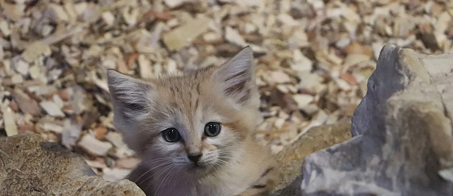 Kociaki pustynne przyszły na świat w Gdańskim Ogrodzie Zoologicznym. W dniu narodzin miały niewiele ponad 120 g. To już drugi miot tych pięknych zwierząt w oliwskim ogrodzie.