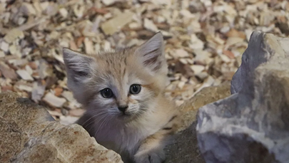 ​Narodziny kotków pustynnych w gdańskim ZOO. Małe i puchate kuleczki