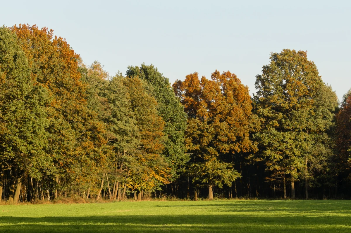 Na terenie czterech województw prognozowany jest trzeci stopień zagrożenia pożarowego w lasach - wynika z mapy opublikowanej na stronie Instytutu Badawczego Leśnictwa (IBL). Najwyższy stopień prognozowany jest w części województw mazowieckiego, lubuskiego, podlaskiego i zachodniopomorskiego.