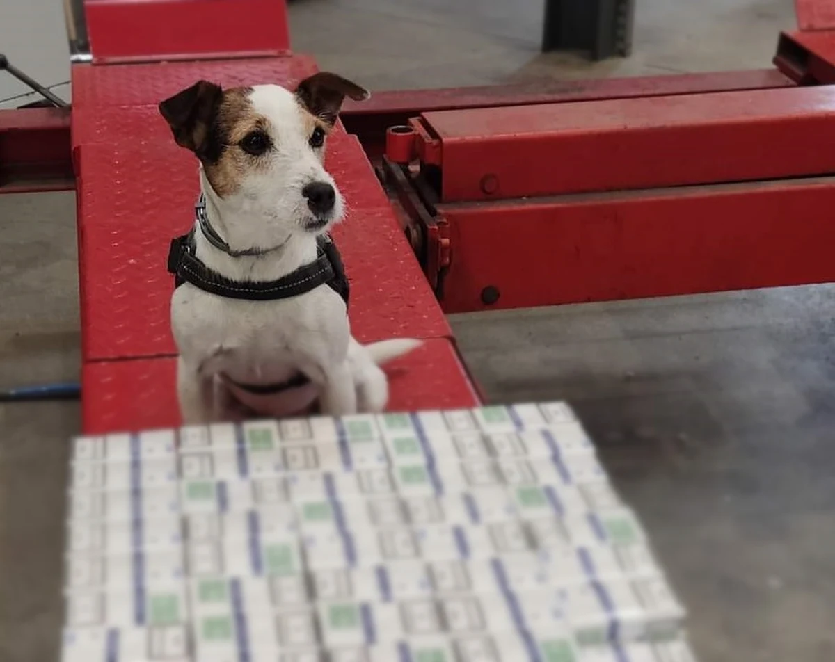 Przemyt ponad 500 paczek papierosów udaremnili funkcjonariusze KAS na przejściu granicznym w Medyce, na Podkarpaciu. W wykryciu papierosowej kontrabandy pomógł pies służbowy Lucy. 