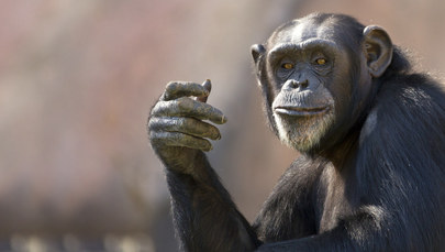 Szympans wrócił do zoo... na rowerze. Niesamowita historia z Charkowa