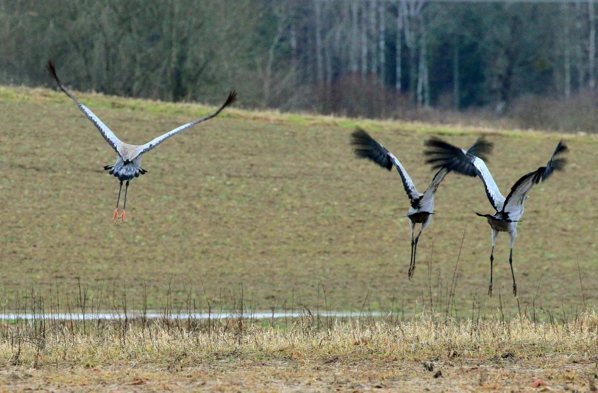 Około 2,7 tys. żurawi zgromadziło się już przed jesiennymi odlotami w Poleskim Parku Narodowym – wynika z podsumowania akcji liczenia żurawi. Pierwsze ptaki odlecą do cieplejszych krajów po dwudziestym września.