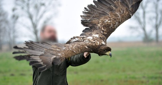 Za znęcanie się ze szczególnym okrucieństwem nad zwierzętami, które miał ratować, odpowie właściciel ośrodka dla dzikich zwierząt w Szczecinie. W sądzie jest już akt oskarżenia przeciwko Michałowi K., prowadzącemu znany w regionie ośrodek w Wielgowie. Mężczyźnie grozi 5 lat więzienia i zakaz posiadania zwierząt. 