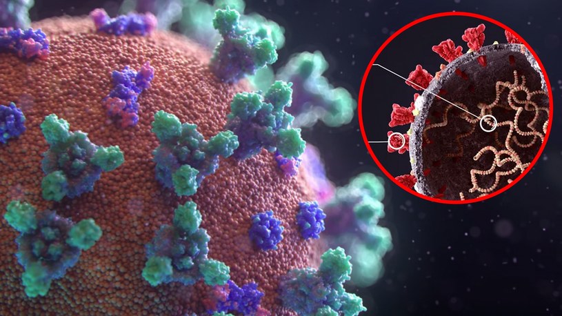 Wielki przełom w medycynie! W końcu udało się uwiecznić na żywo na nagraniu moment, w którym wirus SARS-COV-2 infekuje komórkę. Dzięki temu, w przyszłości będzie można opracować nowe metody walki z wirusami.