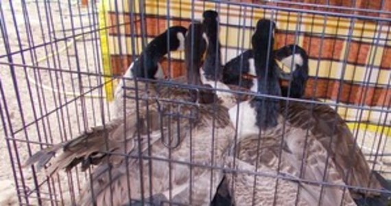 Policjani wkroczyli do jednego z gospodarstw w gminie Dobrzany w Zachodniopomorskiem, gdzie miała znajdować się nielegalna hodowla ptaków, a jej właściciel miał się dopuścić znęcania. Sprawą zajmie się sąd.

