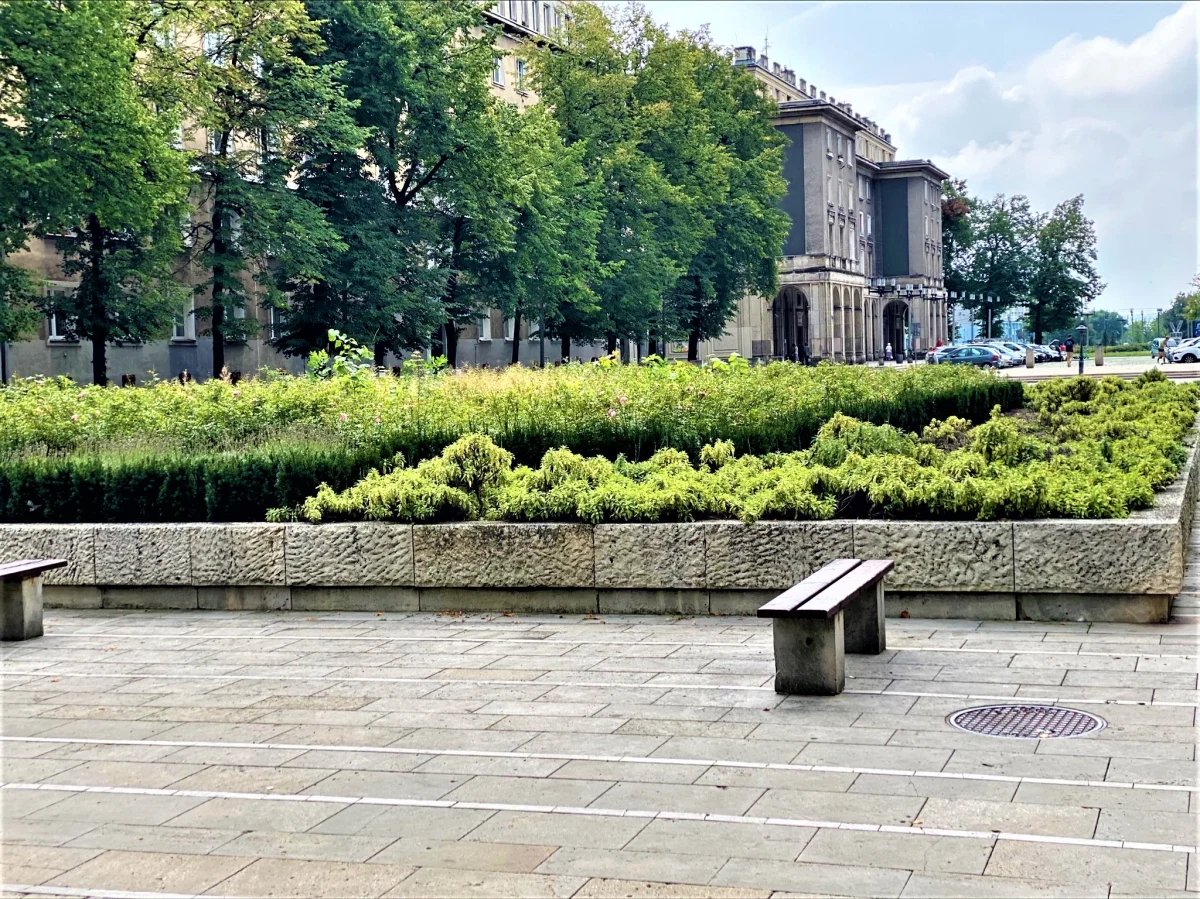 W poniedziałek (12 września) rozpocznie się przebudowa alei Róż w Nowej Hucie. Projekt zakłada przywrócenie historycznego wyglądu z lat 70. tej części Krakowa. Posadzonych zostanie prawie 1,3 tys. krzewów róż, a także m.in. lilaki, ligustry, tulipany i 24 lipy.