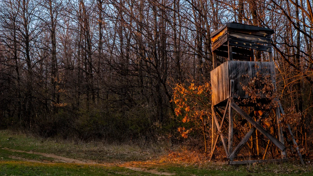 Myśliwy z Litwy stanie przed sądem za zabicie wilka. Doszło do tego w czasie polowania niedaleko Koszęcina w Śląskiem. Prokuratura w Lublińcu skierowała do sądu akt oskarżenia w tej sprawie.