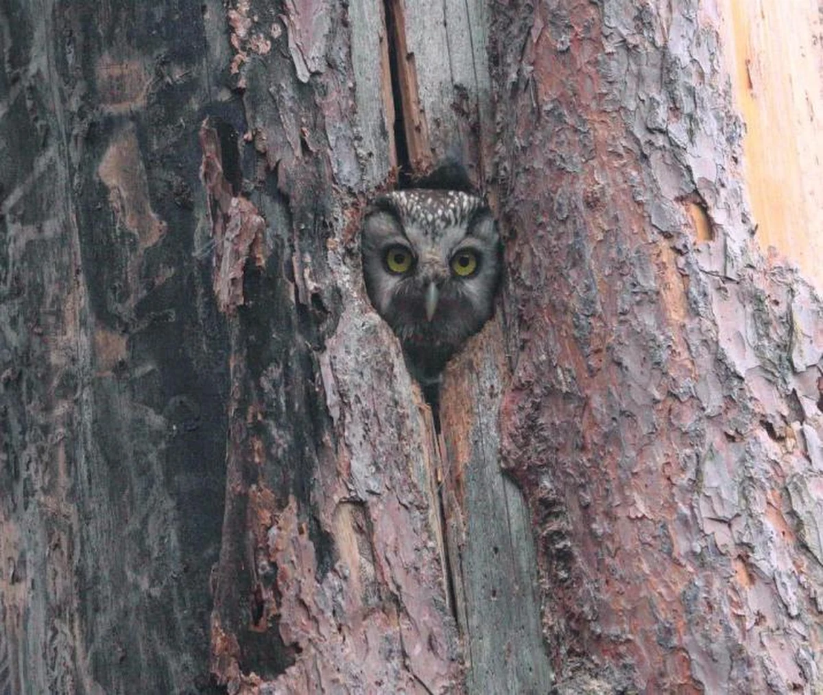 Ta niewielka pierzasta sówka to przede wszystkim mieszkanka terenów górskich, dość rzadko występująca w Polsce. Widywana jest głównie na północy i południu kraju. Ostatnio pojawiła się w Obornikach ( Wielkopolska). Na terenie nadleśnictwa odnotowano jej trzy nowe stanowiska.