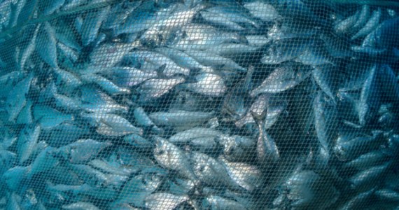 Naukowcy alarmują: stan wód na terenie Unii Europejskiej jest fatalny. Według badaczy rybołówstwo nie jest na terenie wspólnoty zrównoważone, na czym traci bioróżnorodność.