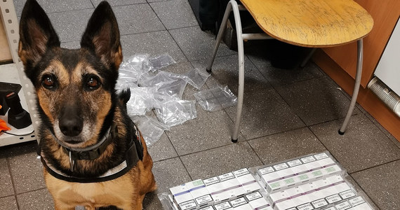 Cedra, owczarek belgijski - to psi bohater, który wskazał funkcjonariuszom miejsce ukrycia prawie 400 paczek nielegalnych papierosów. Kontrabanda ukryta była w busie, skontrolowanym przez celników na granicy w Medyce.