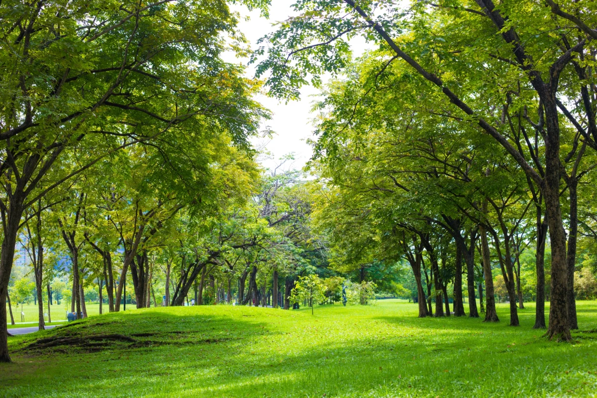 Nowy park powinien być dostępny dla mieszkańców Bronowic Małych za rok. Krakowski Zarząd Zieleni Miejskiej szuka wykonawcy robót budowlanych i nasadzeń zieleni związanych z utworzeniem tam parku rzecznego Tetmajera. Termin składania ofert mija 16 września - podaje portal krakow.naszemiasto.pl.