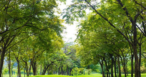 Nowy park powinien być dostępny dla mieszkańców Bronowic Małych za rok. Krakowski Zarząd Zieleni Miejskiej szuka wykonawcy robót budowlanych i nasadzeń zieleni związanych z utworzeniem tam parku rzecznego Tetmajera. Termin składania ofert mija 16 września - podaje portal krakow.naszemiasto.pl.