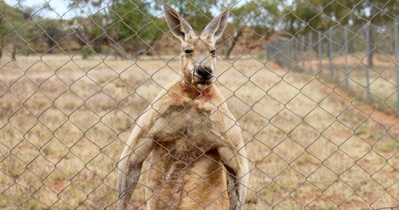Tragedia w Australii. Kangur śmiertelnie ranił 77-latka. Mężczyzna trzymał wcześniej zwierzę w domu.  