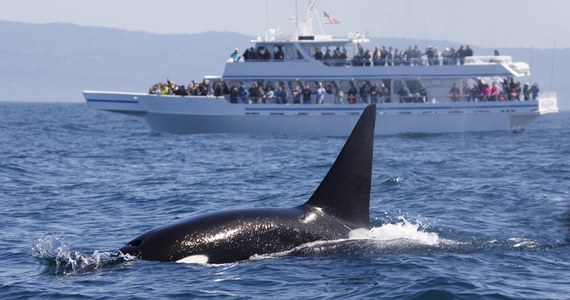W tegoroczne wakacje co najmniej 35 razy orki zaatakowały jachty i kutry rybackie u brzegów Galicji – wynika z szacunków hiszpańskich biologów.