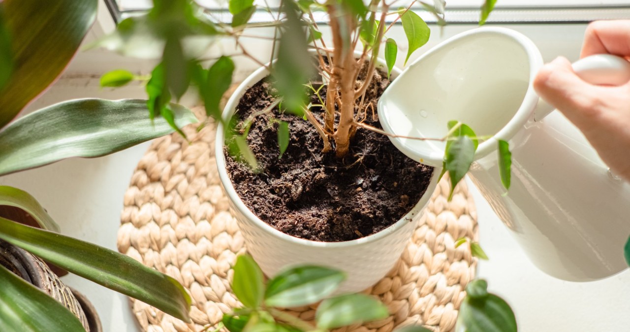 Zamiast wylewać po śniadaniu, wlej do doniczki. Rośliny gwałtownie ci podziękują
