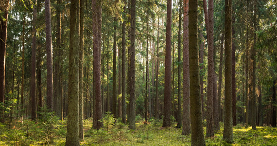 Policjanci z Wałcza odnaleźli w lesie seniorkę z gminy Człopa. Kobieta wybrała się do lasu na grzyby. O zaginięciu 85-latki powiadomiła policję rodzina kobiety, która nie mogła jej odnaleźć.