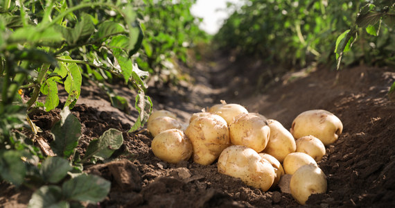 Przez tydzień, dwóch mężczyzn z powiatu grudziądzkiego ukradło prawie 2 tony ziemniaków, z pola w sąsiednim powiecie. Wartość wykopanych ziemniaków opiewa na około 5 tysięcy złotych. Teraz grozi im do 5 lat więzienia.