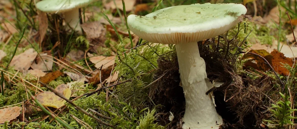 Aż 7 osób z objawami zatrucia grzybami trafiło w ostatnich dniach na oddział toksykologii szpitala im. Marciniaka we Wrocławiu. Jedna - z tych, które zatruły się muchomorem sromotnikowym - jest w ciężkim stanie.