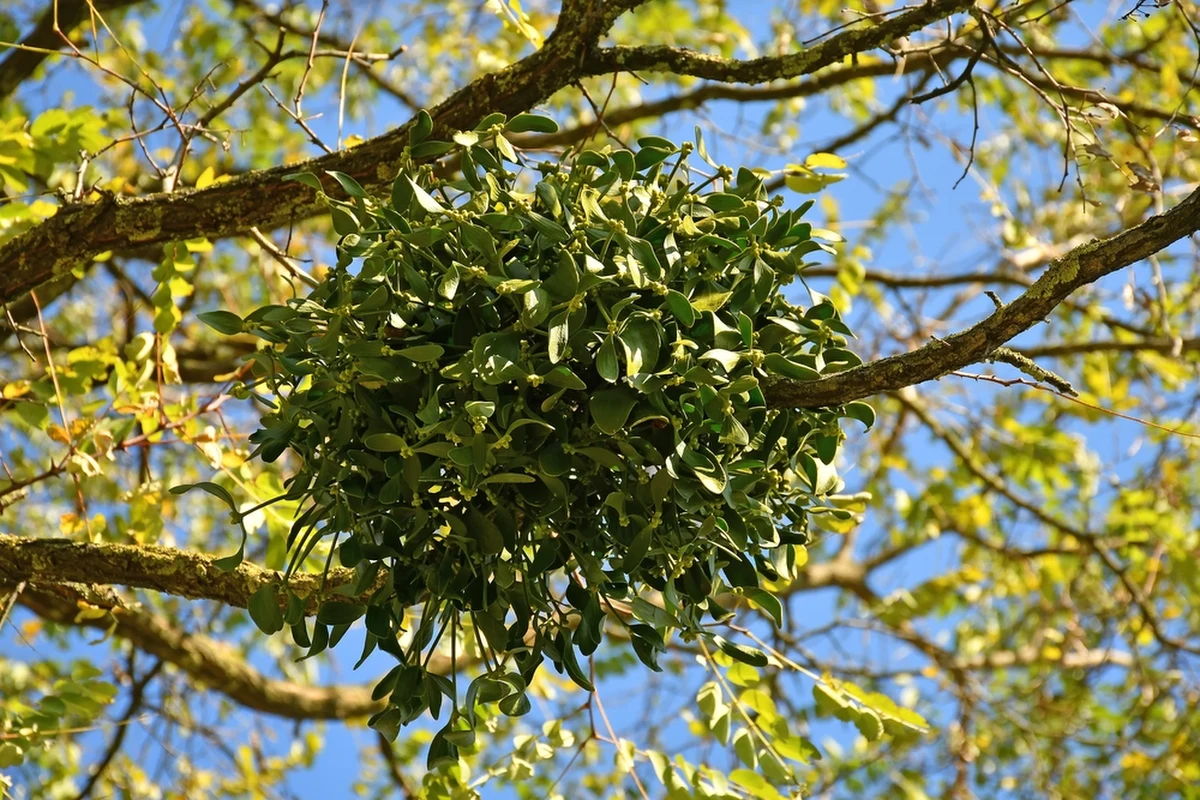 Rocznie poznańscy specjaliści od pielęgnacji drzew i krzewów wykonują około 3-4 tysięcy pielęgnacji w koronach drzew, by walczyć z jemiołą. Jak informuje miasto, problem z tą rośliną jest coraz poważniejszy.